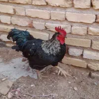 خروس محلی درشت