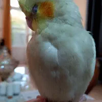 عروس هلندی