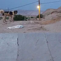 سگ نژاد قدیدم|سگ|انگوران, |دیوار