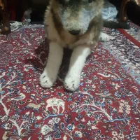 عروسک گرگ پلیشی سایز بزرگ|اسباب‌‌بازی|کرمانشاه, |دیوار