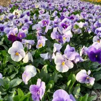 گل های فصلی مخصوص پاییز / بنفشه / همیشه بهار/ مینا|خدمات باغبانی و درختکاری|پاکدشت, پاکدشت (مامازند)|دیوار