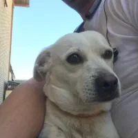 فروش سگ نژادبولداگ قیمت ۷ ملیون|سگ|محمدشهر, شهرک پیام (مهرالبرز)|دیوار