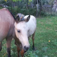 فروش کره اسب نر از نژاد سمند