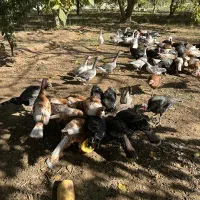 بوقلمون و غاز و اردک کاکولی و مرغ  خروس درجه ۱سالم|حیوانات مزرعه|شاهین دژ, |دیوار