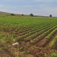 اجاره زمین زراعی بخش هفت|اجارهٔ دفتر صنعتی، کشاورزی، تجاری|پارسآباد, |دیوار