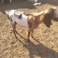 بز زایده|حیوانات مزرعه|رفسنجان, |دیوار