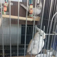 پرنده عروس هلندی|پرنده|الوند, |دیوار