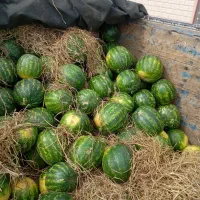 هندوانه چابهار