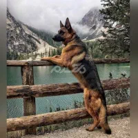 واگذاری سه قلاده سگ باهوش  ژرمن اصیل