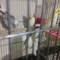 عروس لوتینو والبینو|پرنده|اسلامآباد غرب, |دیوار