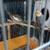 عروس هلندی|پرنده|چهاردانگه (تهران), |دیوار