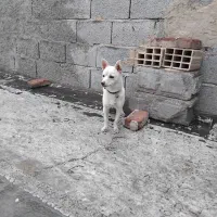 پاکوتا