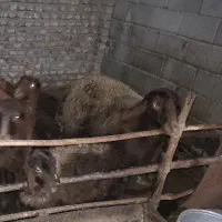 گوسفند ماده