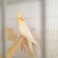 عروس هلندی.معاوضه ای|پرنده|مرودشت, بیست متری بیمارستان|دیوار