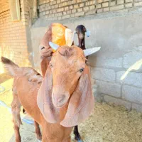 سه عدد بزخوش خوراک برای فروش زرگان|حیوانات مزرعه|باوی, |دیوار