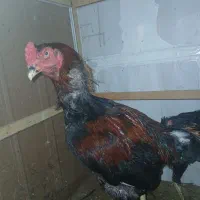 خروس لاری
