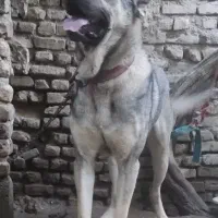سگ سرابی هفده ماهه