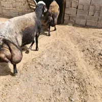 قوچ افشار