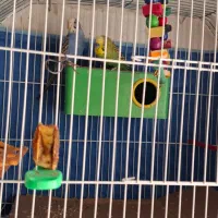 مرغ عشق|پرنده|خرمشهر, |دیوار