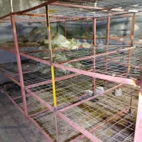 واگذاری کلیه لوازم پرورش قارچ