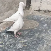 سفید پلاکی کاکلی بیرجندی یا پاکستانی