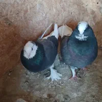 کفتر کبوتر شازده