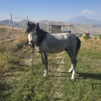 اسب|اسب و تجهیزات اسب‌سواری|ماکو, |دیوار