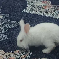 سه عدد خرگوشی اهلی و بازیگوش وجفت مرغ عشق کار داده