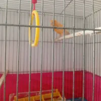 قناری|پرنده|فولادشهر, B7|دیوار