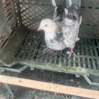 کبوتر پرشی|پرنده|کاشان, صنعت|دیوار