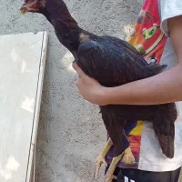 جوجه مرغ لاری|حیوانات مزرعه|هشتگرد, تهران دشت|دیوار