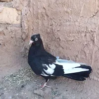 ماده  قره سینه یا همون سینه سیاه|پرنده|تربت جام, جامرود|دیوار
