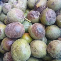 گردو تازه و پوست کاغذی