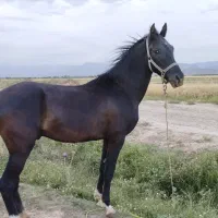 اسب ترکمن|اسب و تجهیزات اسب‌سواری|مشهد, امیریه|دیوار