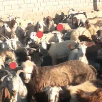 چپش بز بره میش دوبر قوچ