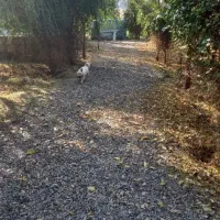 اجاره باغ روزانه در بهترین لوکیشن