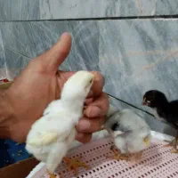 جوجه لاری درجه یک افغان