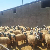 فروش گله میش داشتی درجه یک|حیوانات مزرعه|برخوار, |دیوار