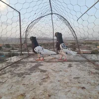 کفتر کله|پرنده|شیروان (خراسان), |دیوار