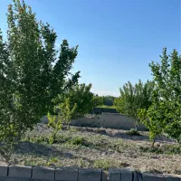 باغچه-500-متری-سند-تک-برگ