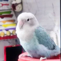 پرنده گمشده