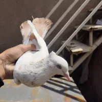 کبوتر دم زرد