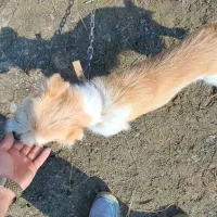 سگ شیتزو ماده اماده جفت گیری|سگ|ماسال, |دیوار