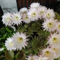 کاکتوس توپی گلدار