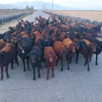 گوسفند شیشک و بره ماده|حیوانات مزرعه|بروجرد, |دیوار