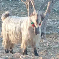 بز درجه یک و عالی قیمت فقط 4ملیون و نیم در صفاشهر|حیوانات مزرعه|اقلید, |دیوار