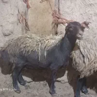 میش وشیشک