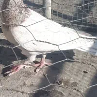 کبوتر هفت رنگ نر