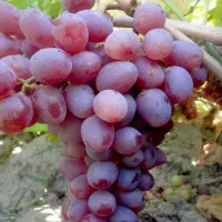 نهال انگور شهرستان صحنه