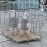 طوقی مست